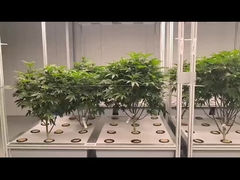 Greenhouse Aeroponics Hydroponics System